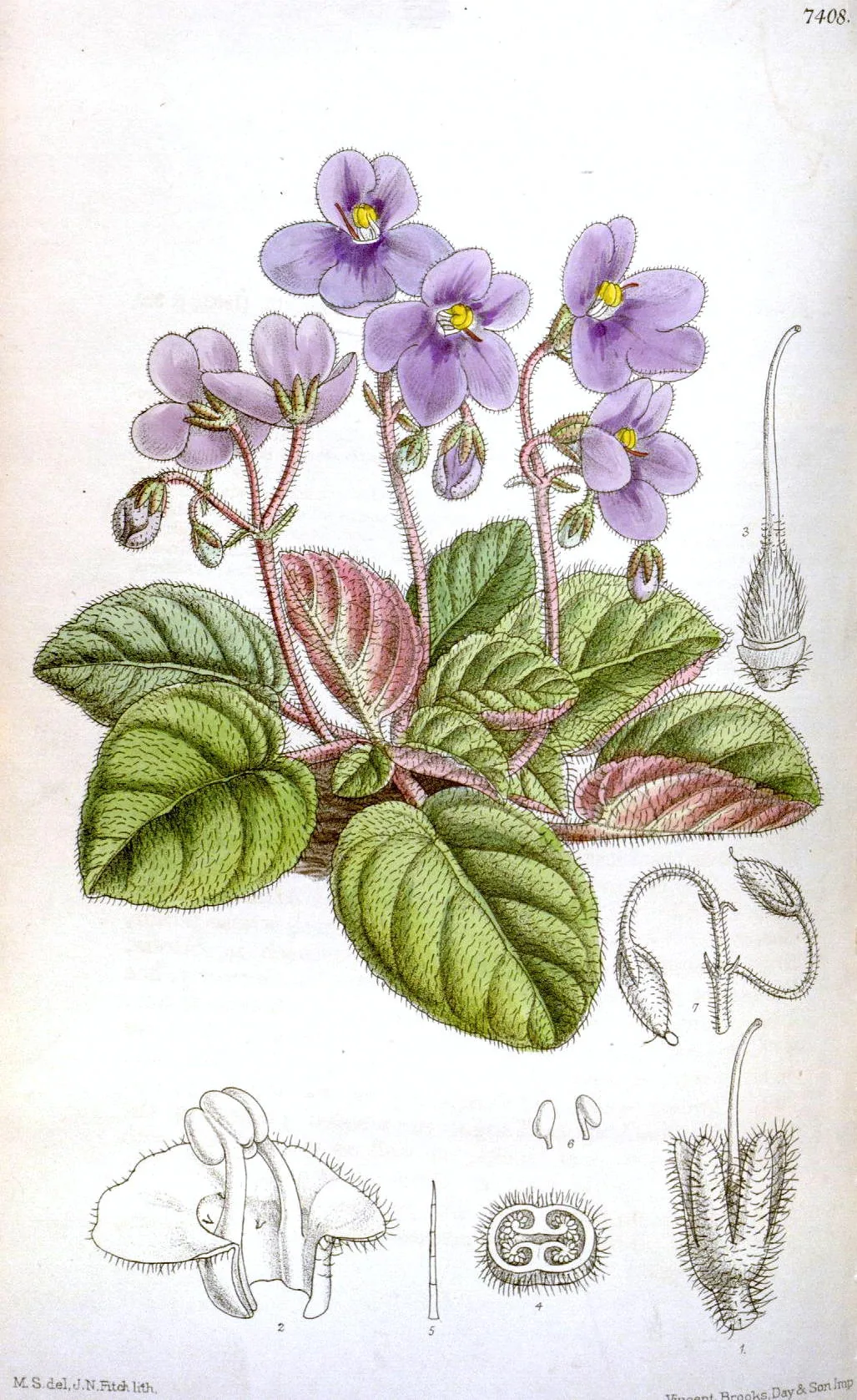 African violet with purple flowers above fuzzy dark green rosette leaves in a white pot