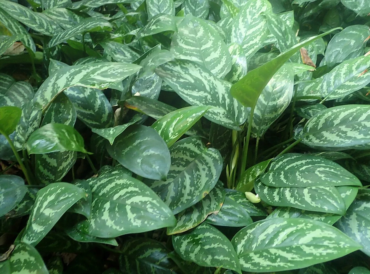Aglaonema commutatum with broad oval green leaves featuring silver and cream variegation