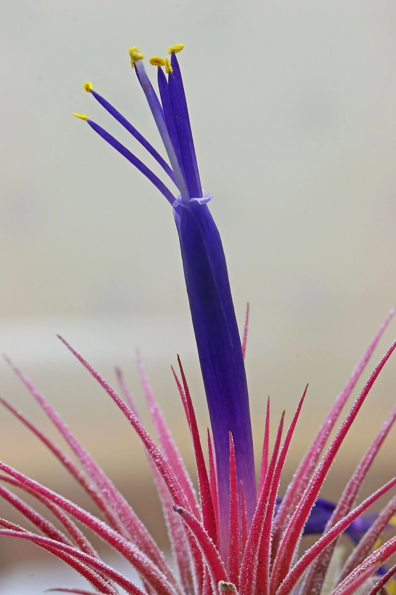 Air Plant (Tillandsia ionantha)