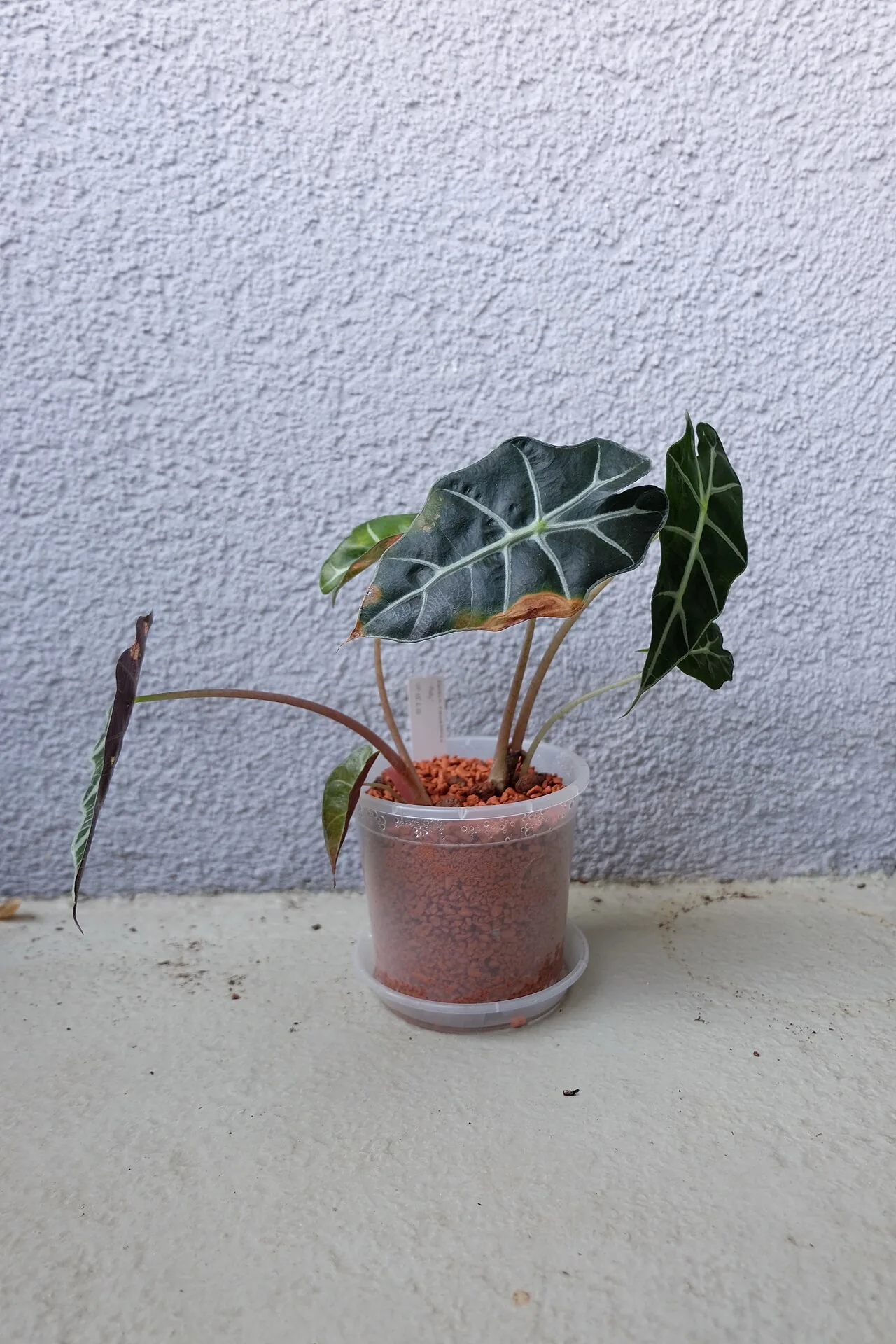 Alocasia Polly with arrow-shaped dark green leaves featuring dramatic white veining and wavy edges