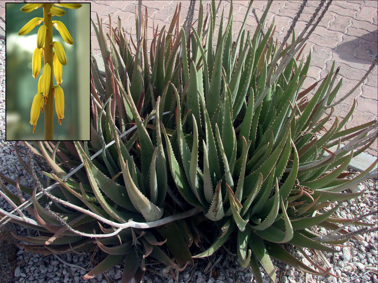 Aloe vera with thick fleshy green leaves with serrated edges in a terracotta pot