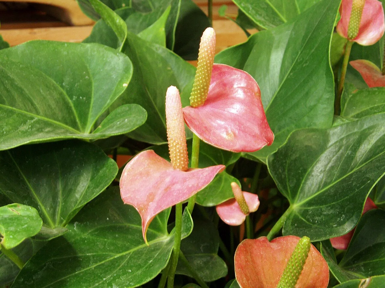 Anthurium with glossy red waxy spathe flower above dark green heart-shaped leaves