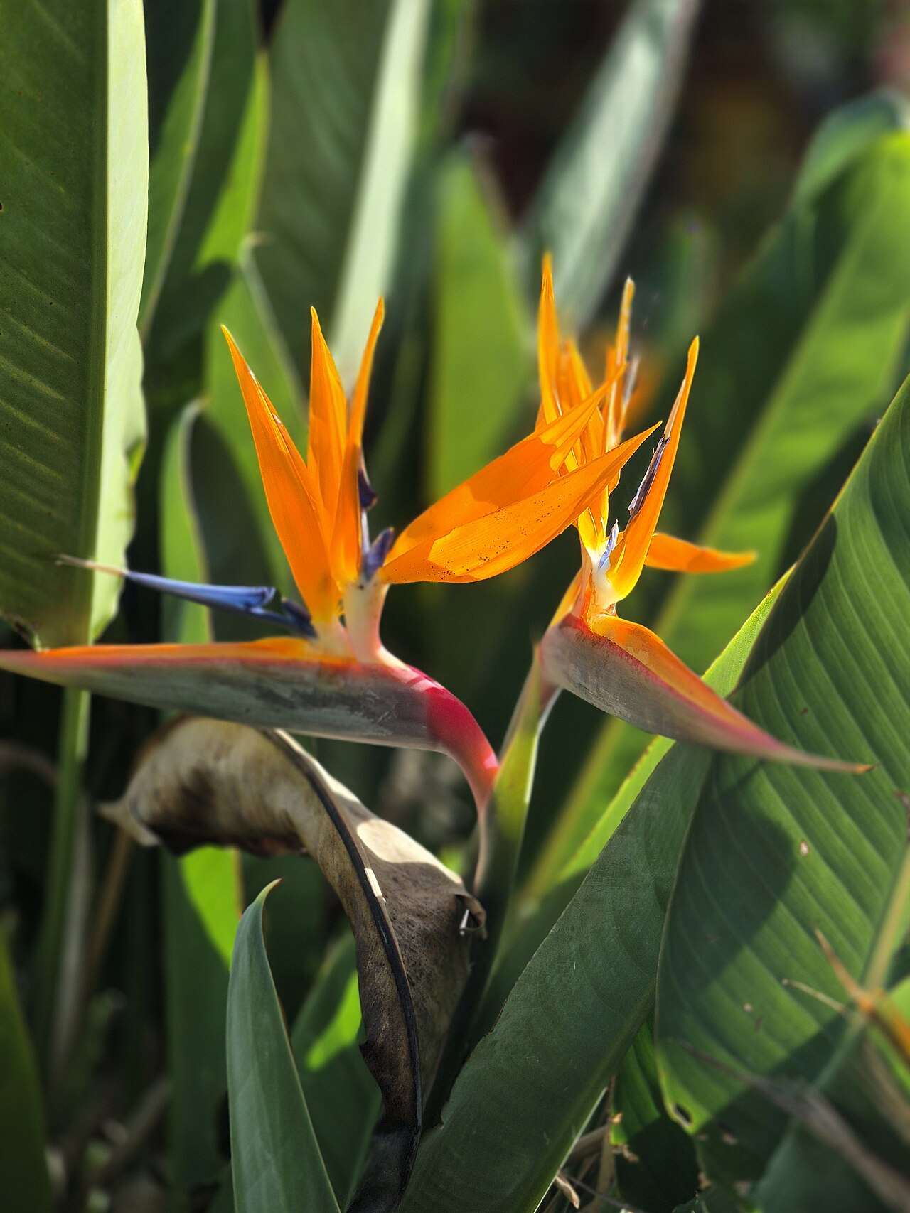 Bird of paradise with large paddle-shaped leaves and orange crane-like flower