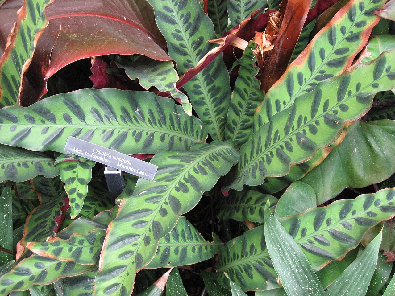 Calathea lancifolia with long lance-shaped leaves featuring dark green oval markings on a pale green background