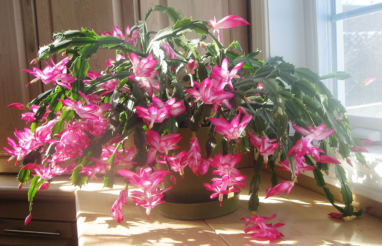 Christmas cactus with pink tubular flowers and segmented green stems