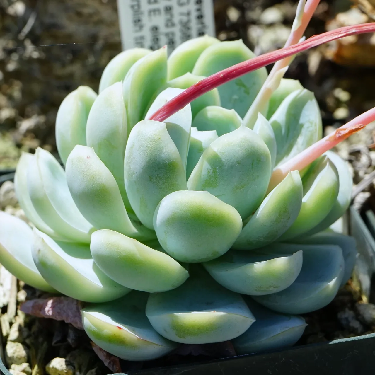 Echeveria (Echeveria elegans)