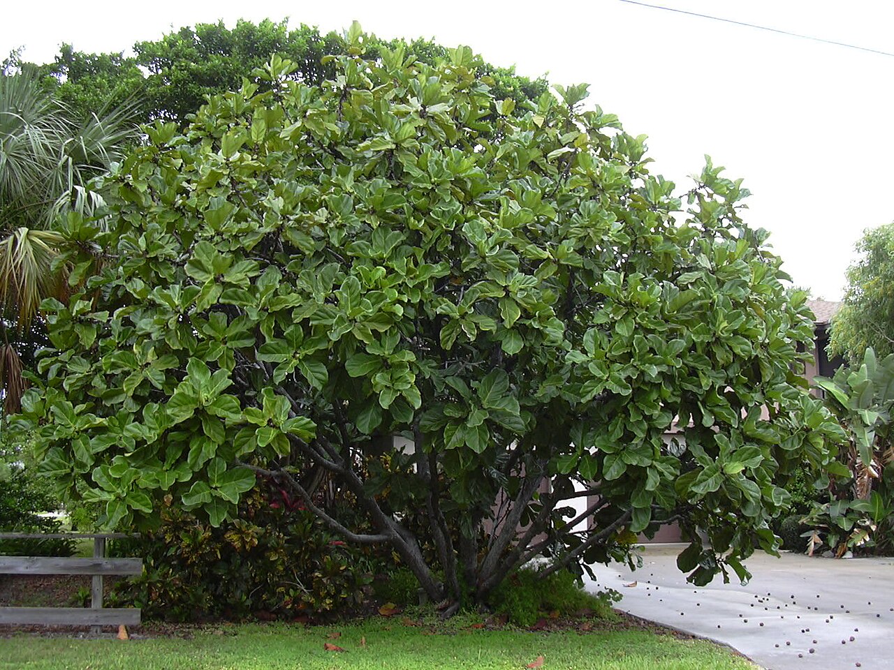 Fiddle leaf fig with large violin-shaped glossy green leaves on a tall trunk