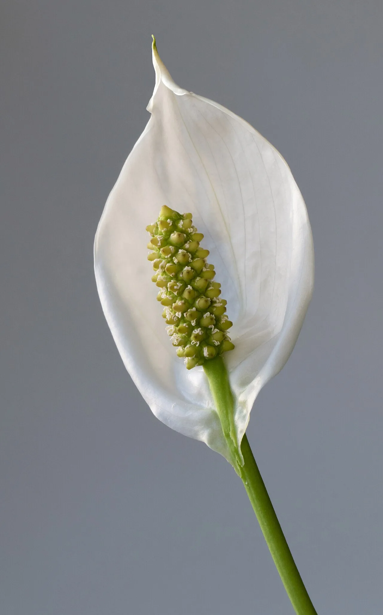 Peace lily with white spathe flower and dark green glossy leaves