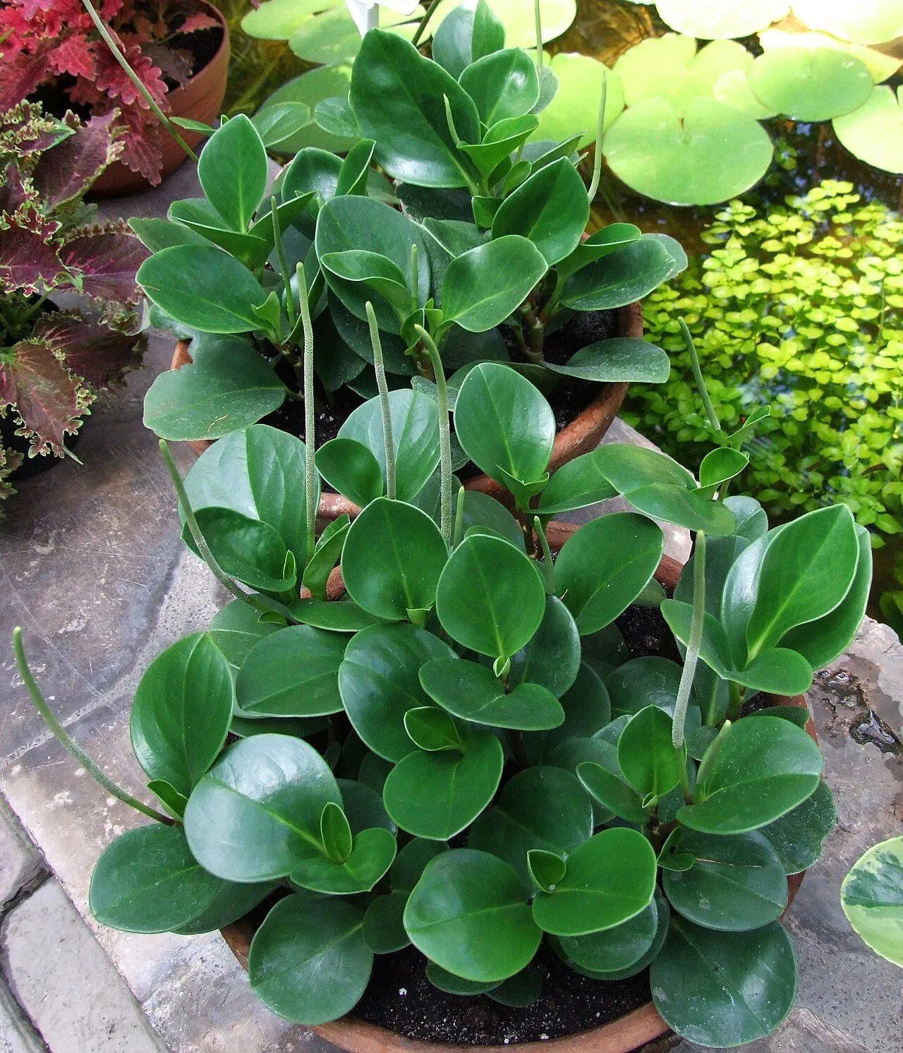 Peperomia Obtusifolia with thick glossy oval leaves on short reddish stems in a small pot