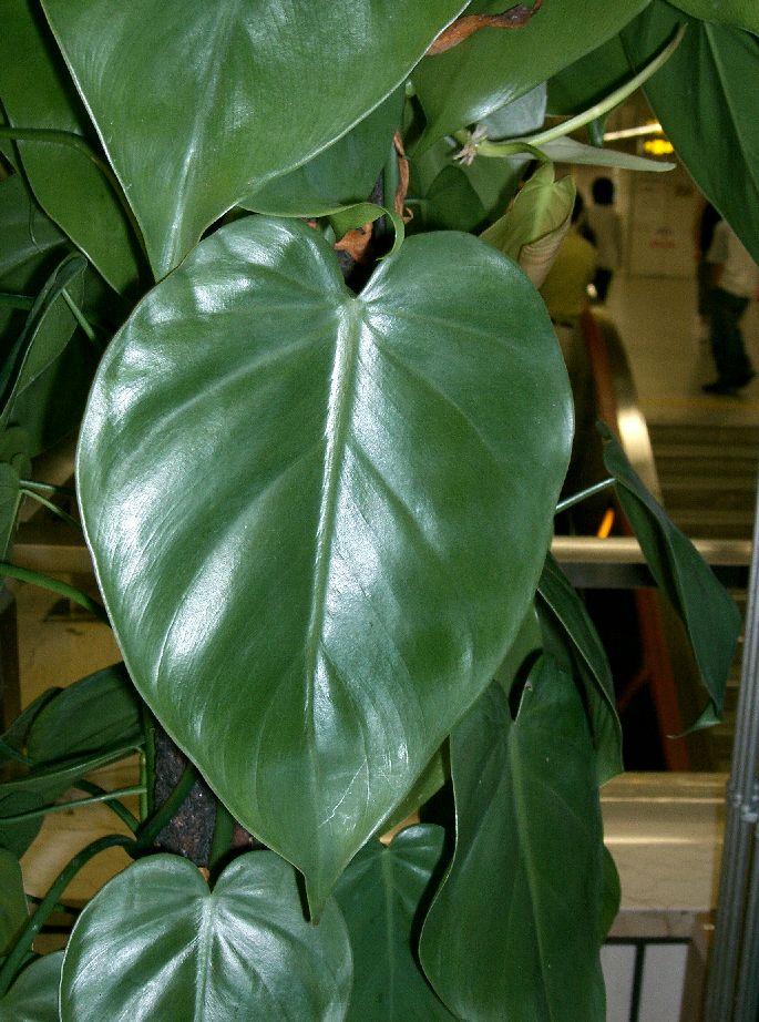 Heart-leaf philodendron with glossy heart-shaped green leaves trailing from a pot