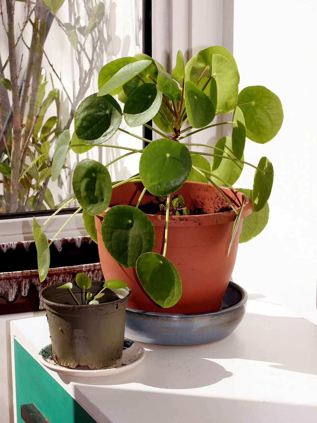 Chinese Money Plant with round flat coin-shaped green leaves on long stems in a white pot