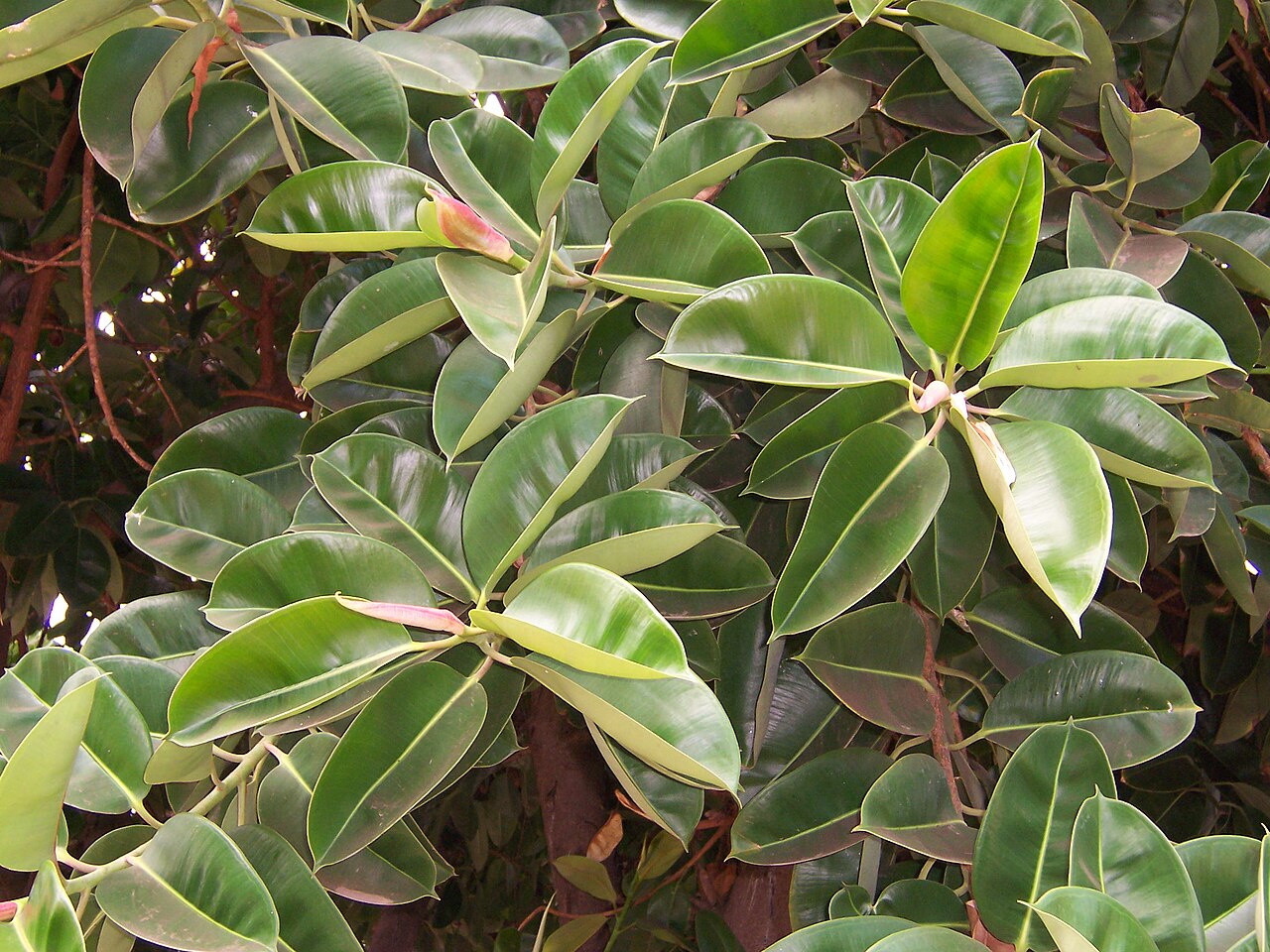 Rubber plant with thick glossy dark green leaves on a sturdy upright stem