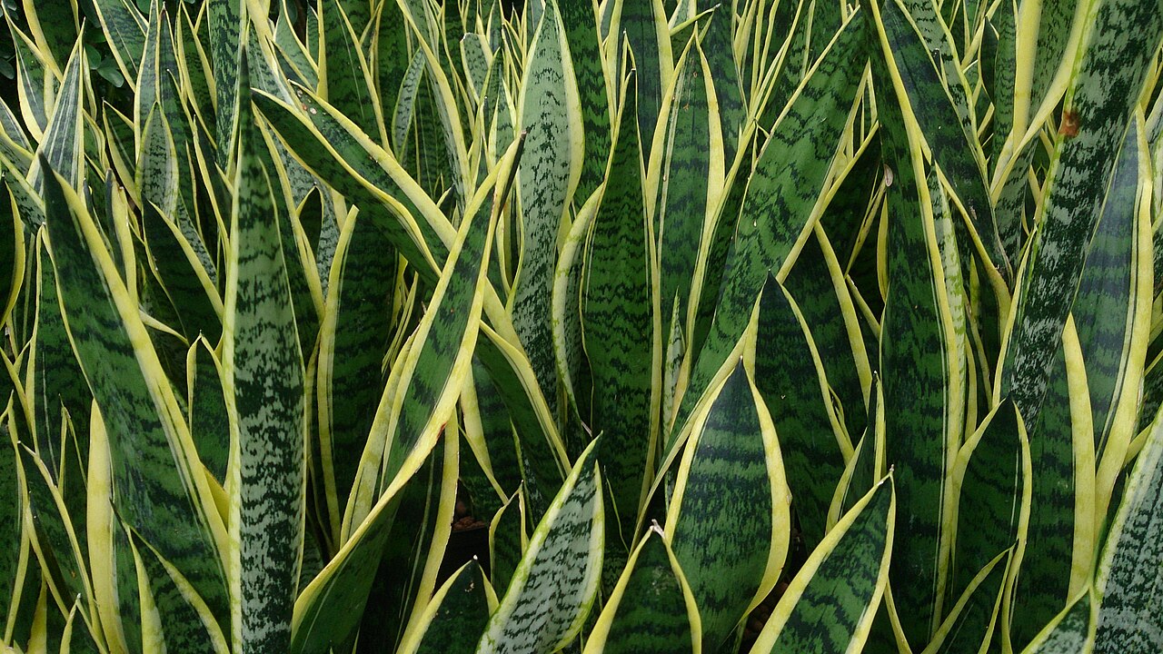 Snake plant with upright sword-shaped variegated green leaves