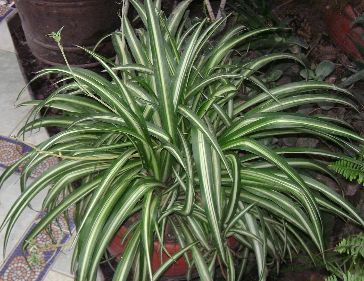 Spider plant with arching striped leaves and small plantlets
