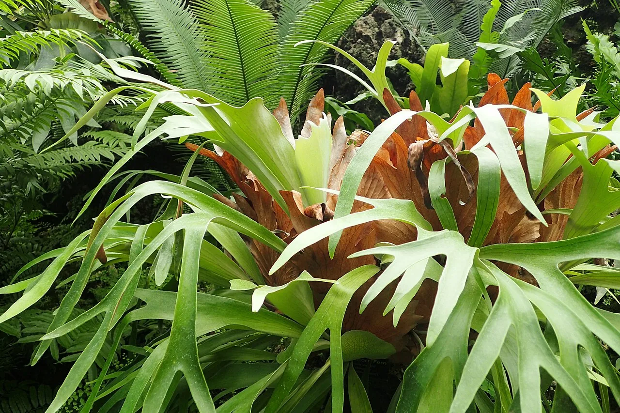 Staghorn Fern (Platycerium bifurcatum)