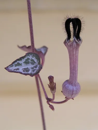 String of Hearts (Ceropegia woodii)