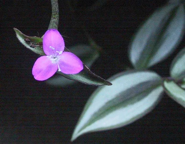Tradescantia Zebrina (Tradescantia zebrina)