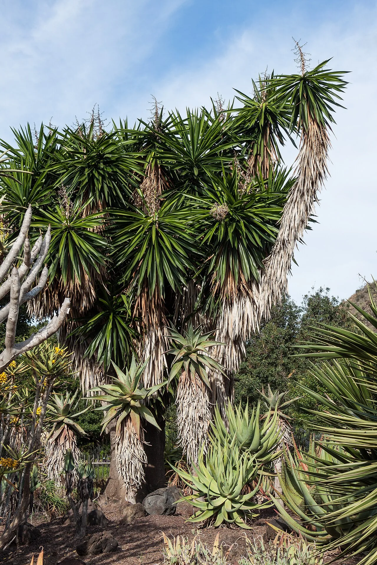 Yucca elephantipes with sword-shaped green leaves at the top of a tall thick woody trunk