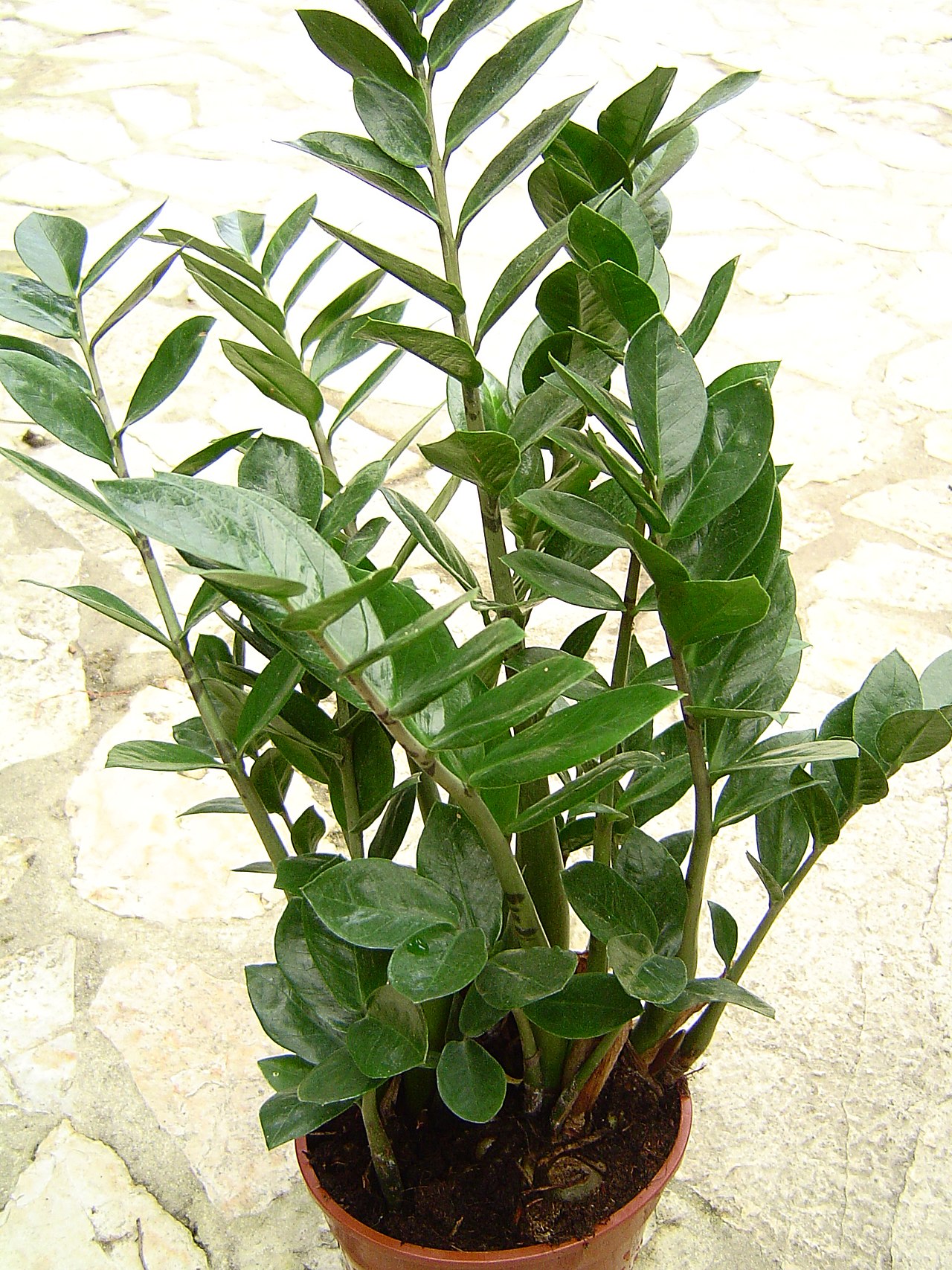 ZZ plant with glossy upright stems and oval green leaflets